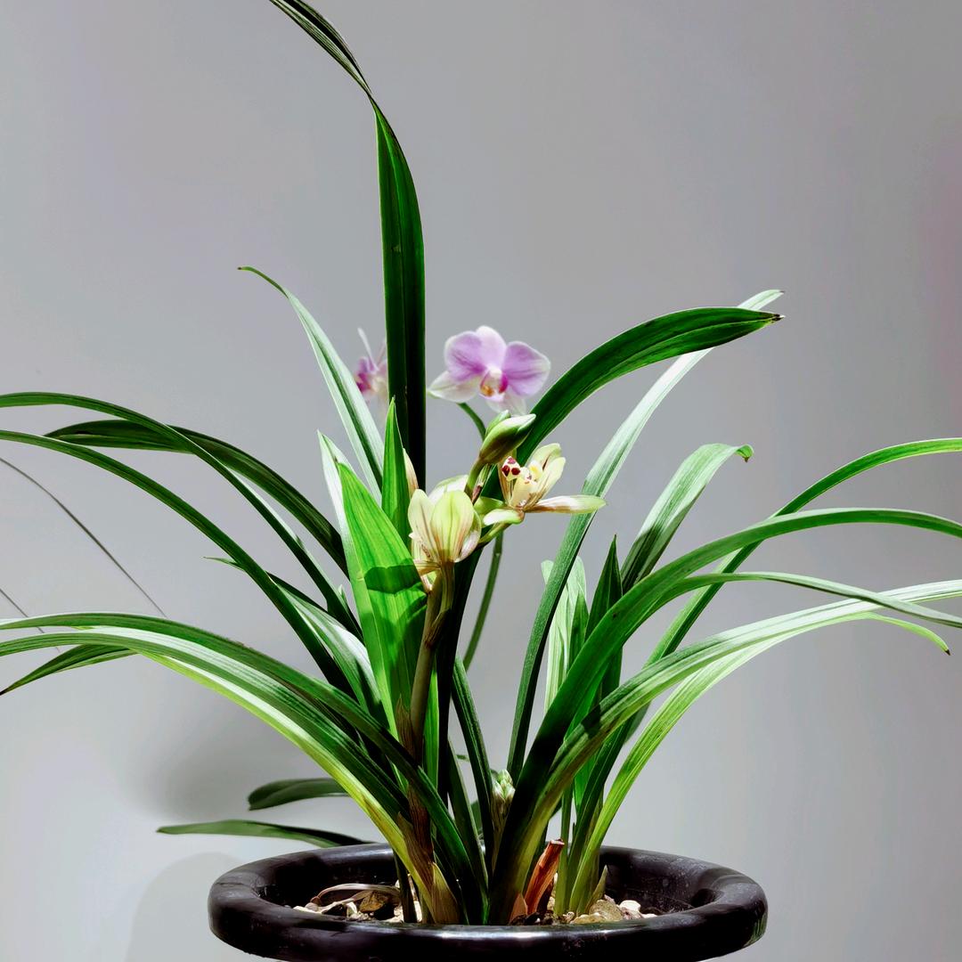 爱兰花的氿瑰公主