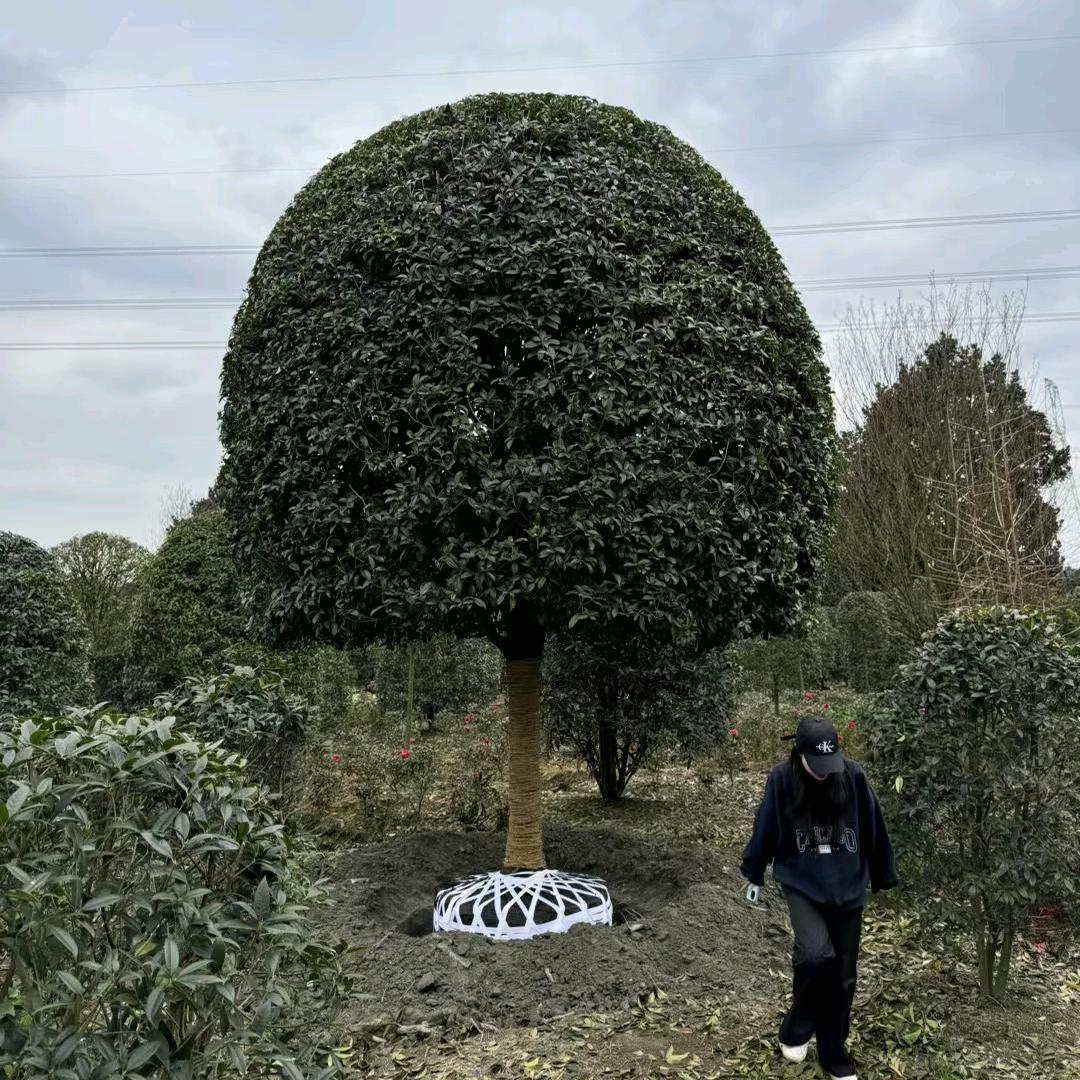 桂花庭院设计