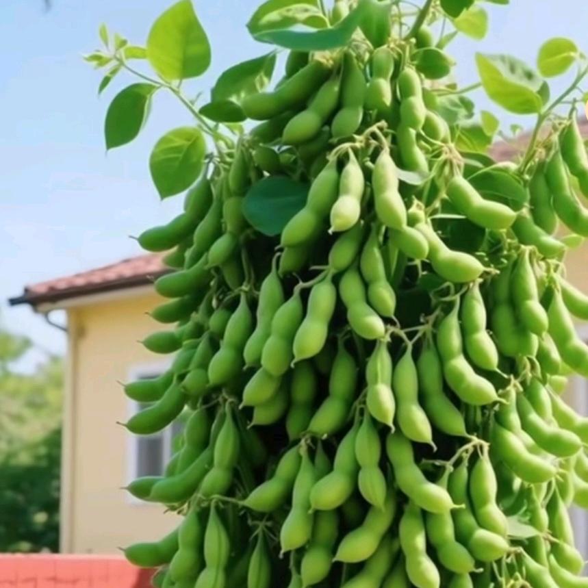荆州松滋