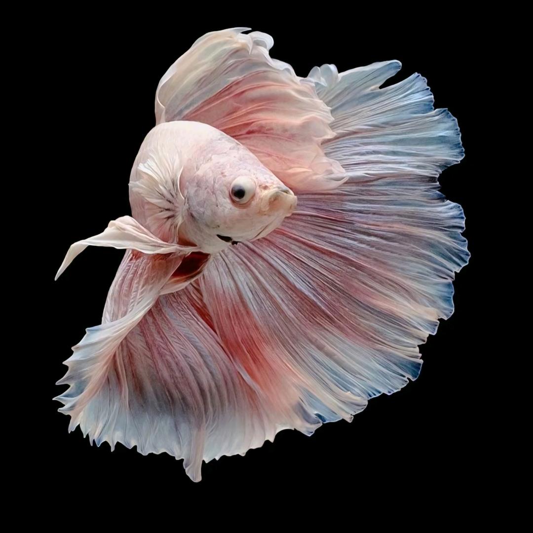 巅峰水族工作室
