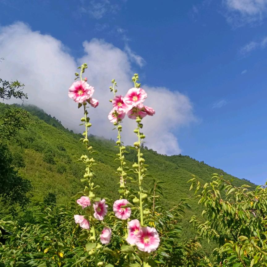橙子