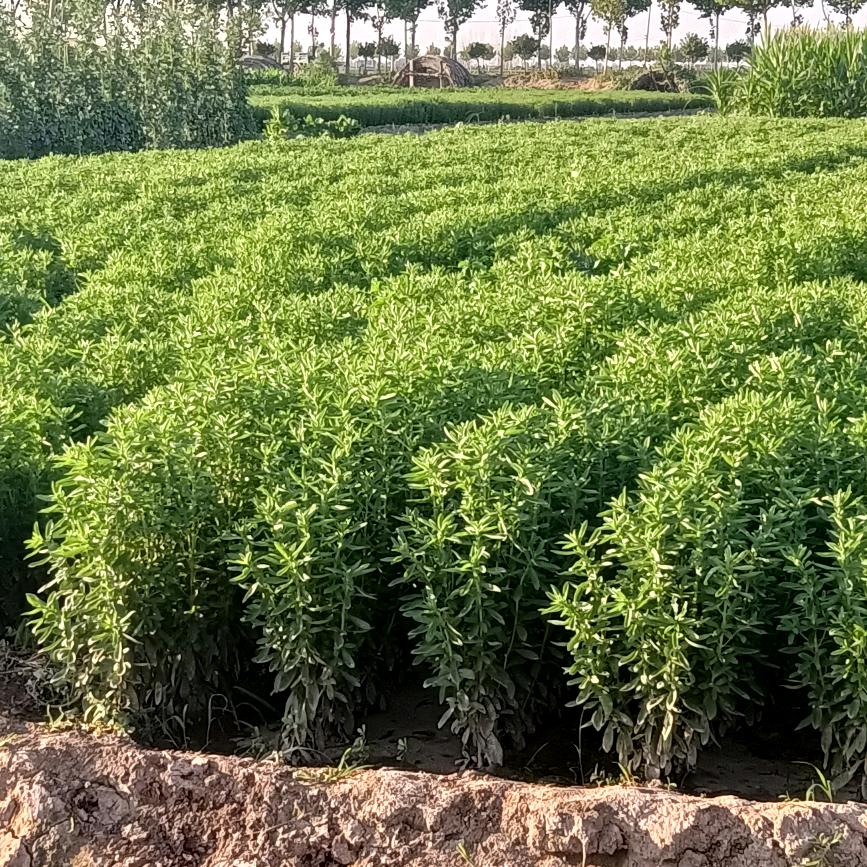 曲周县现平家庭农场