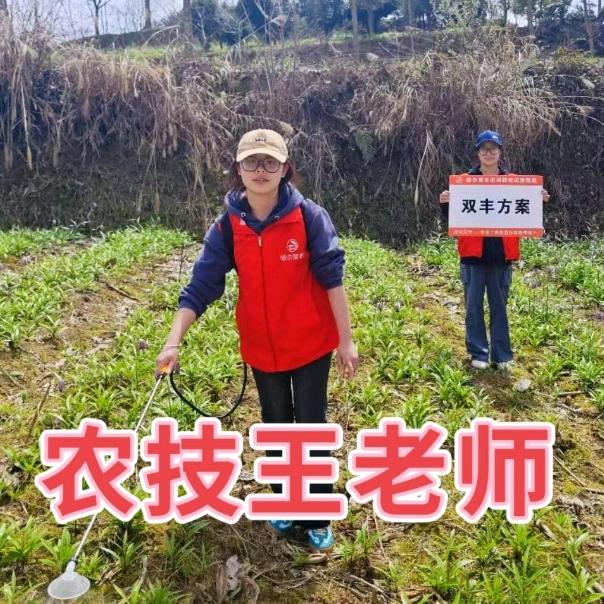 双丰王老师在线聊麦冬