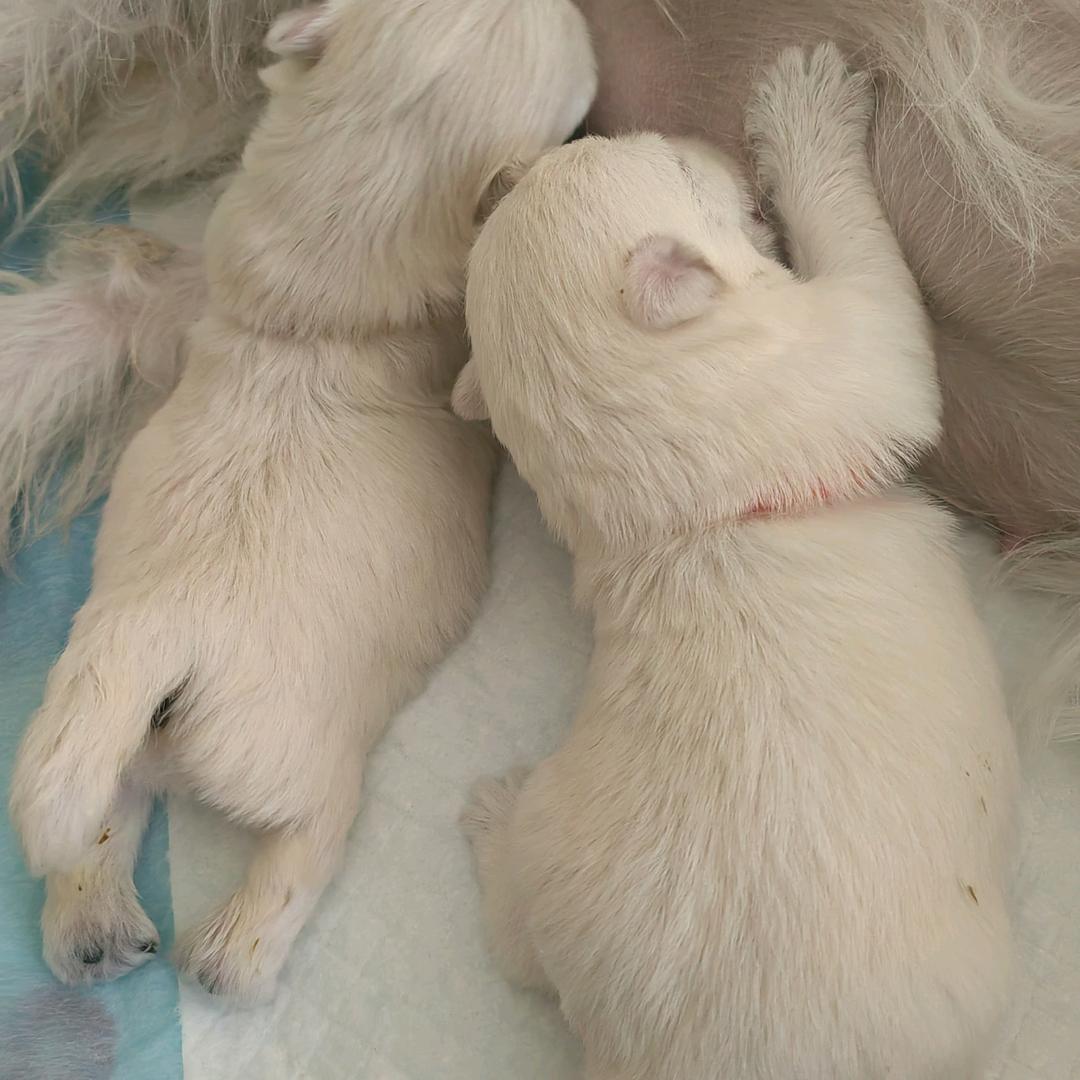 犬佳西高地