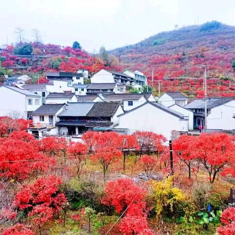 向阳生花