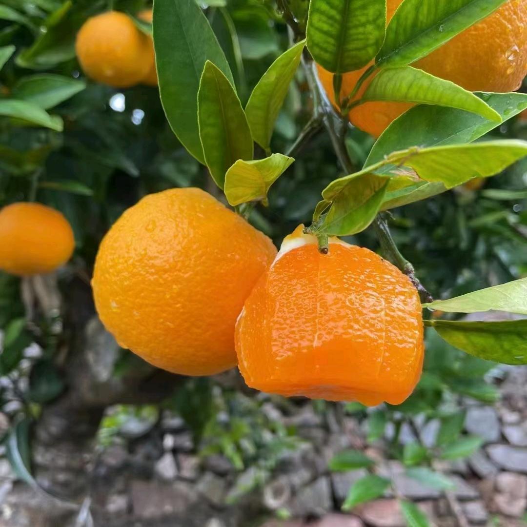 🌸橙子🍊花开🌸