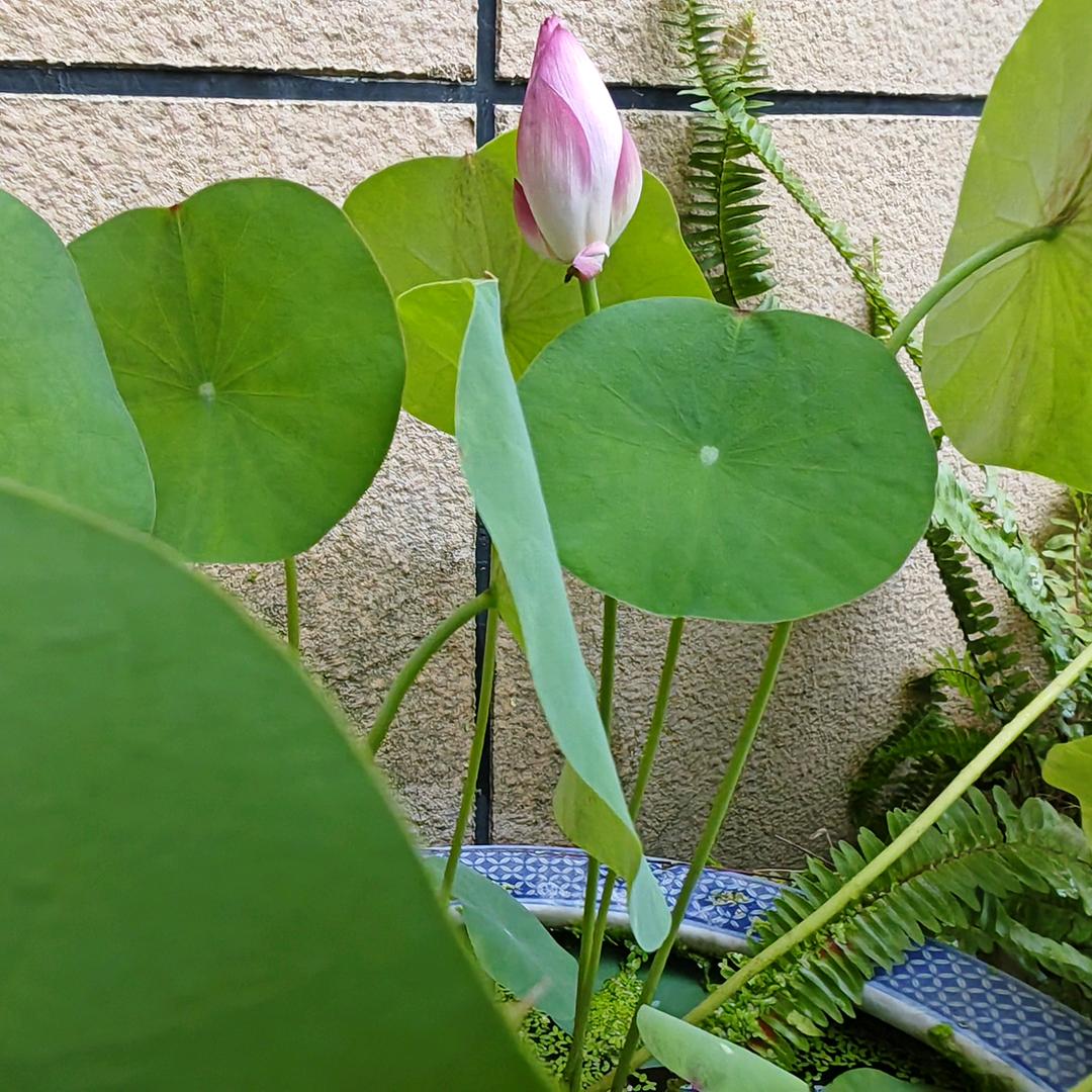 老杨