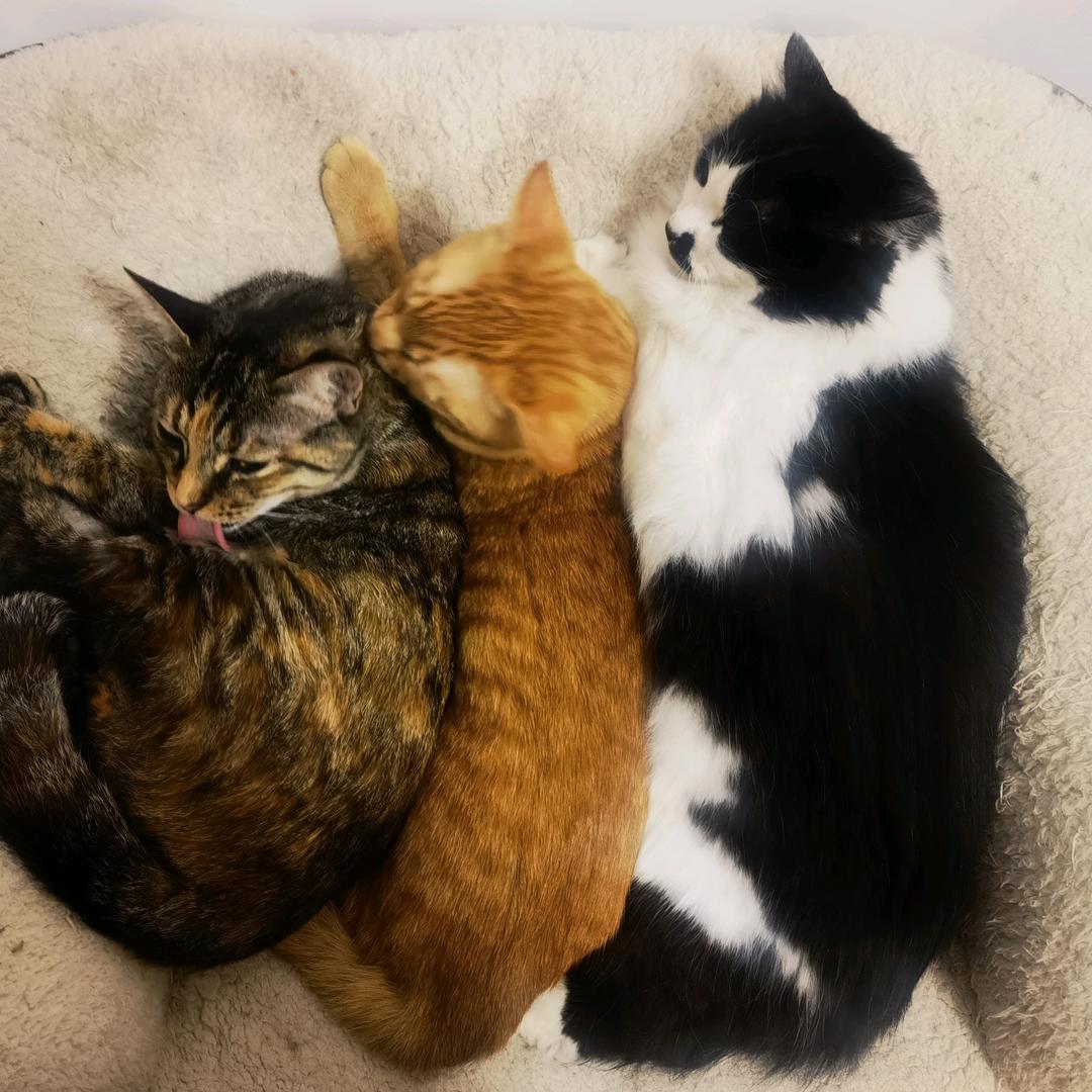 奥利奥利奥猫