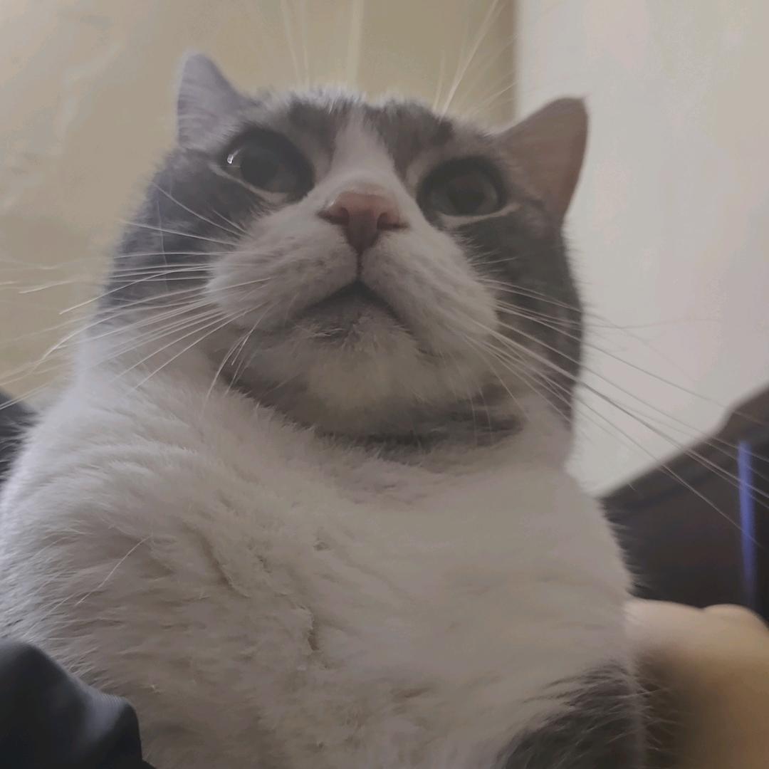 修喵修黄