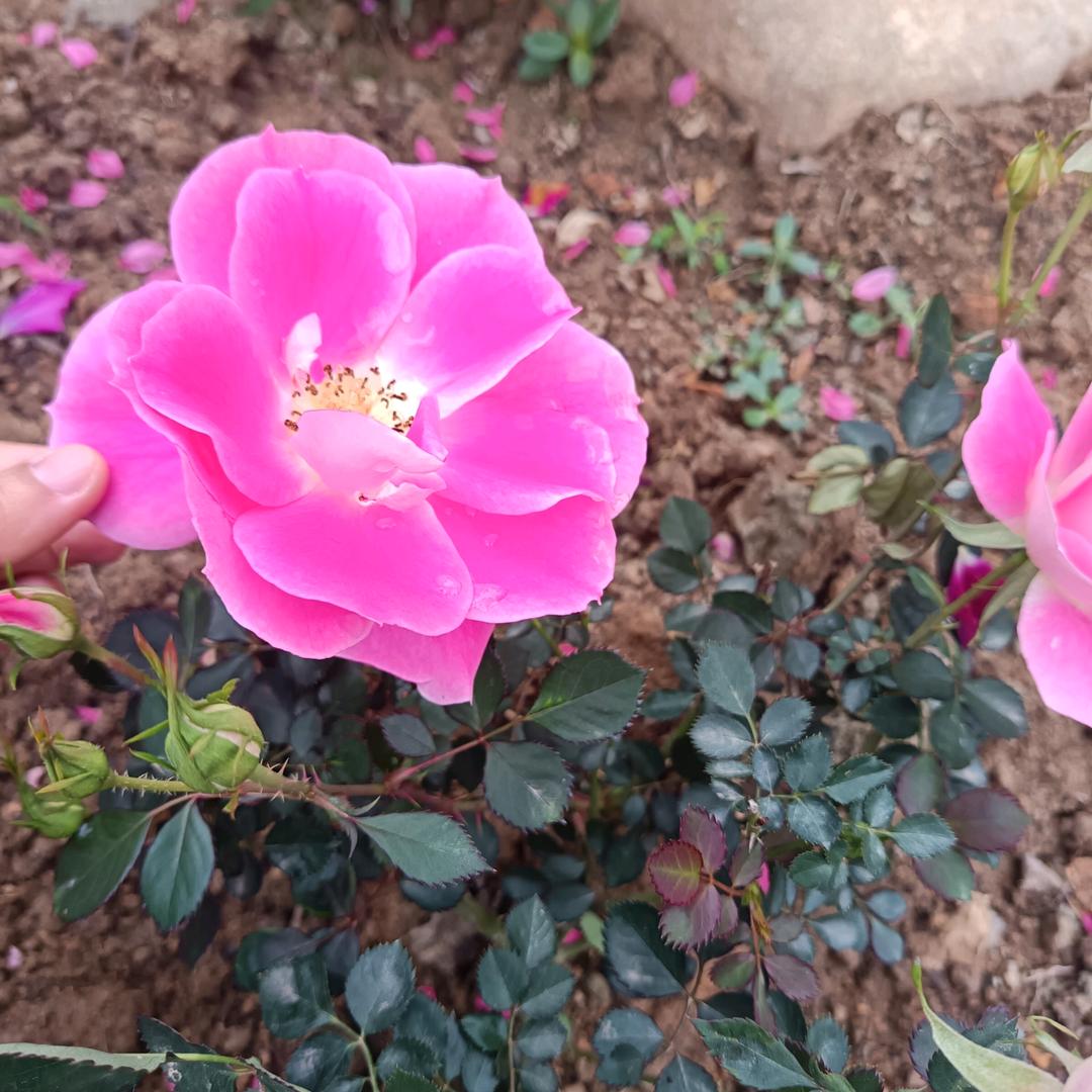 🌹🌹离❤️陌❤️风💝烟