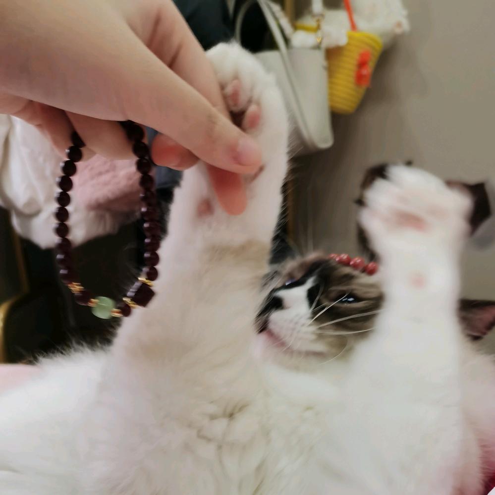 嫂嫂开门，我是我哥