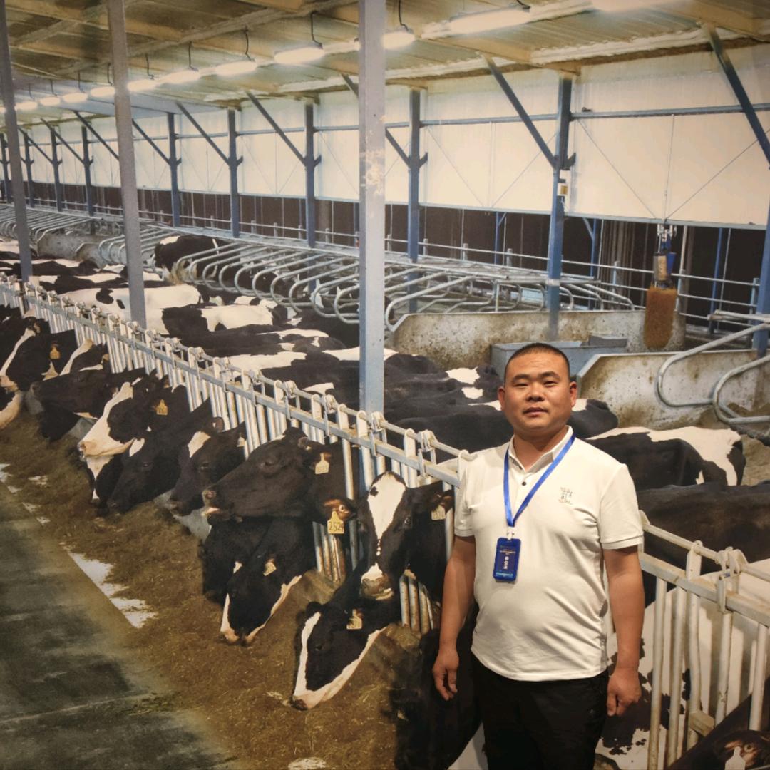 景县伊利牛奶、君乐宝酸奶《刘石磊》