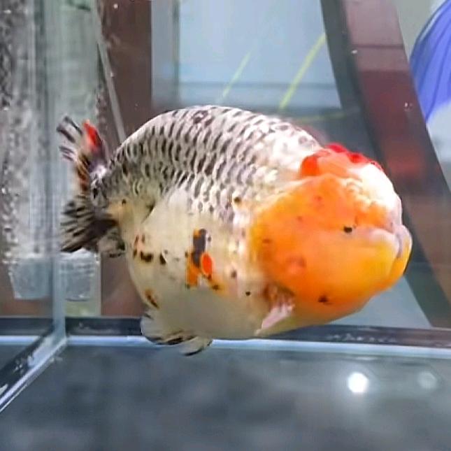 斌哥