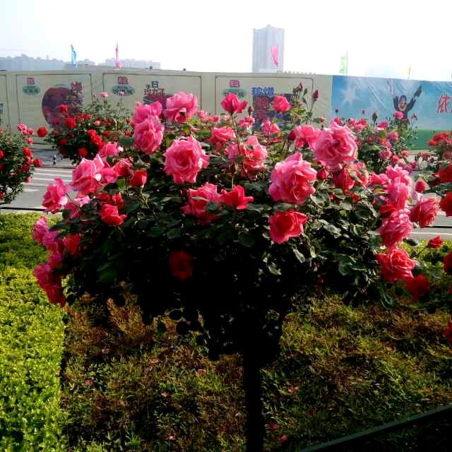 风吹乌云散