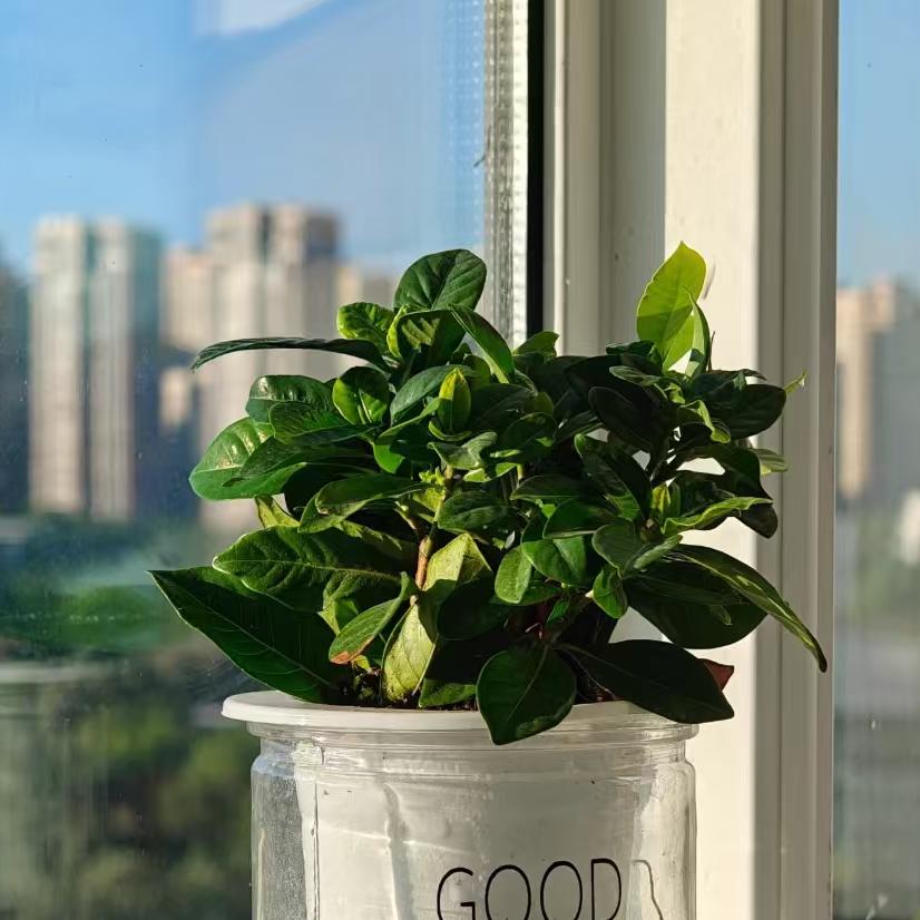 甜茶荔枝