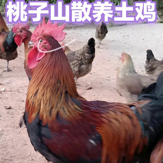 🥀᭄清风꧔ꦿᩚ徐徐💕桃子山散养土鸡