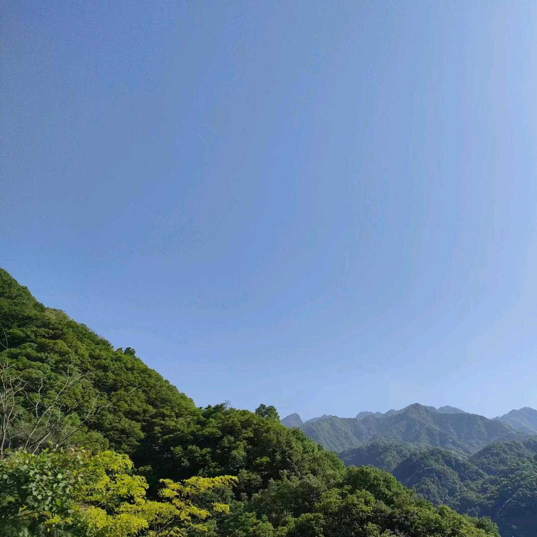 柠檬讲百草