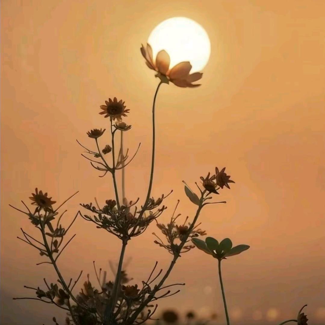 一世浮华一世梦