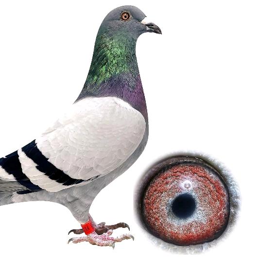 鸽缘（解救楼货）