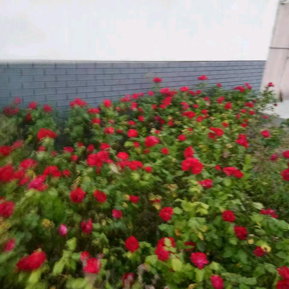 梅花姐中午11:30开播