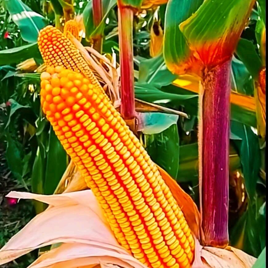 紫杆玉米种子高产🌽新疆繁育