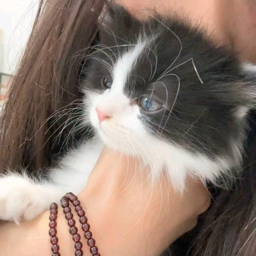 老玩家