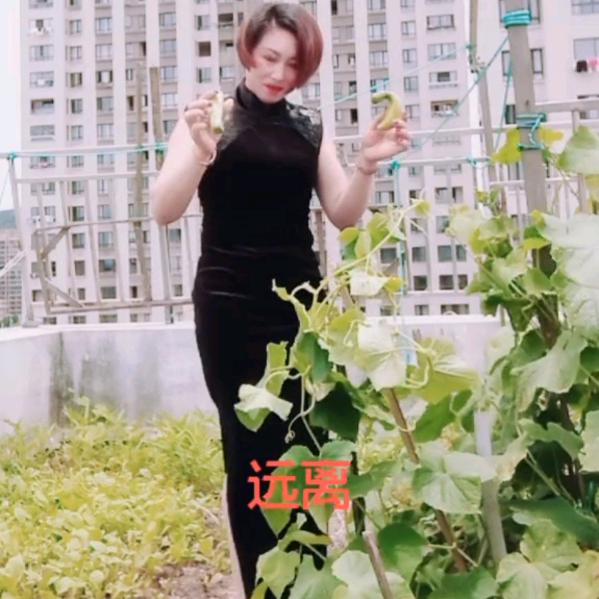带刺的玫瑰