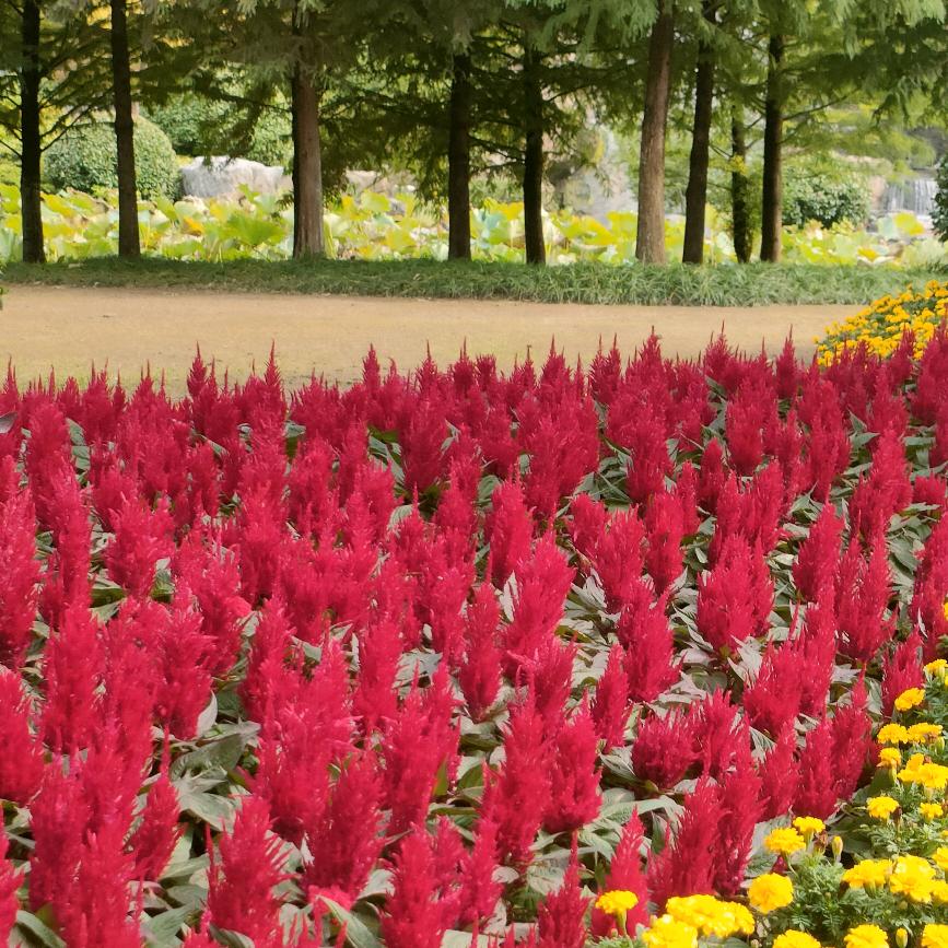 做好自己，1969年正月初一的鸡拒绝聊天