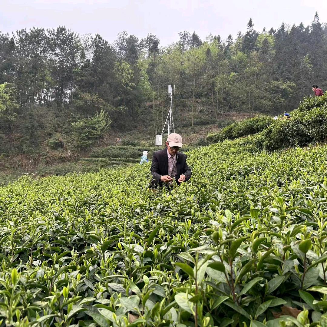 贵州金沙清池贡茶销售