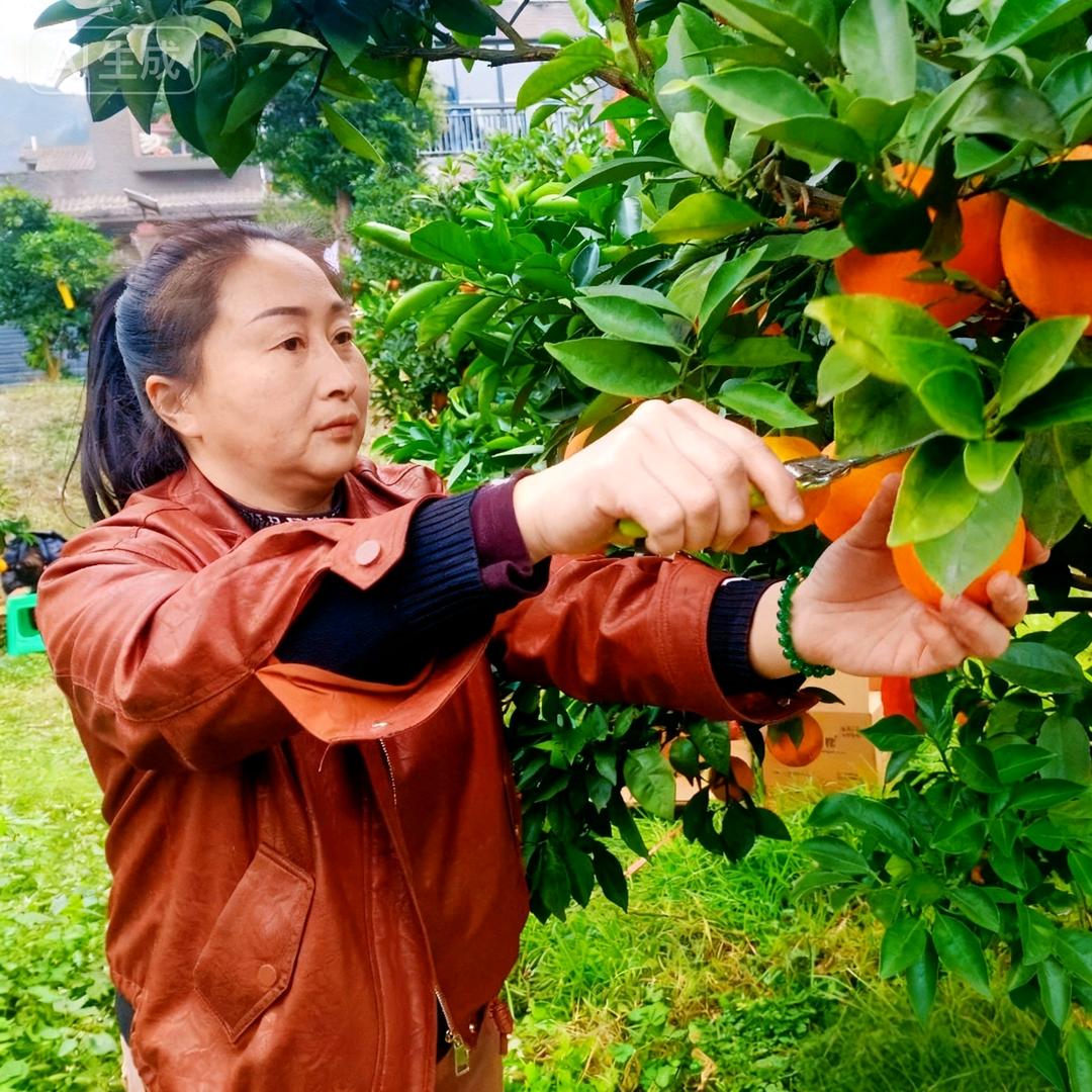 农村花姐