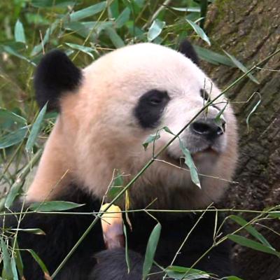 屋里🌸🍃宝叽╭(╯ε╰)╮