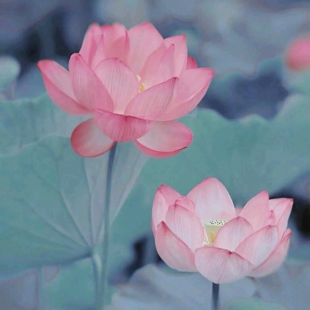 橘子