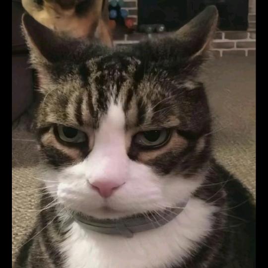 吃香菜，长大个