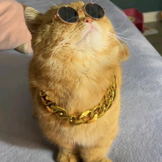 招财猫🐱