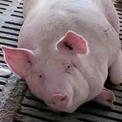 武鸣东（一品农牧）