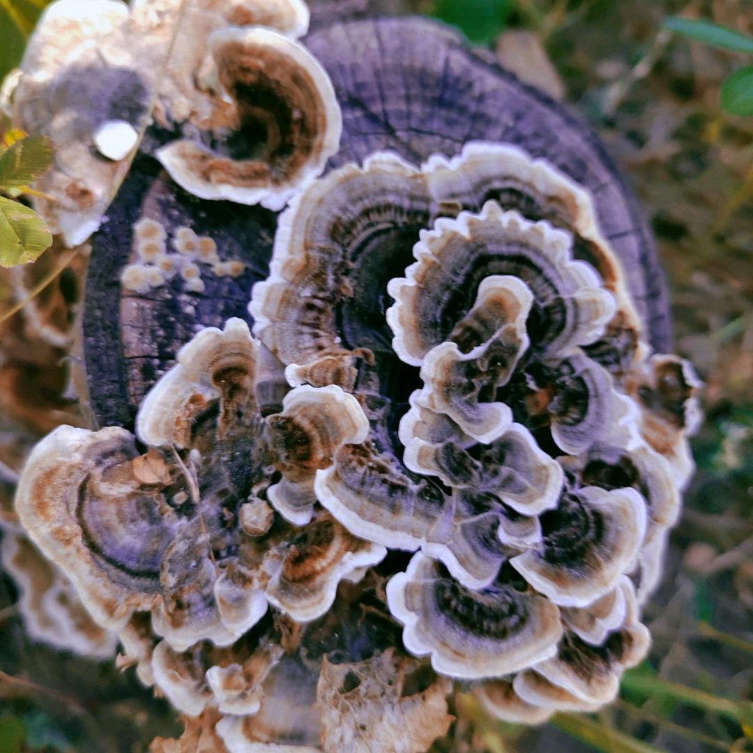 ʕ•̫͡•ʔ💋菇☘️諒💞