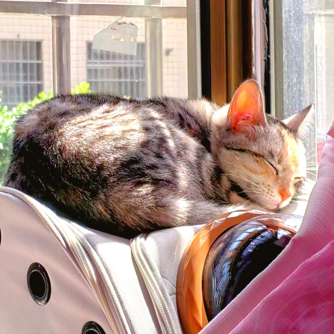 Stella.