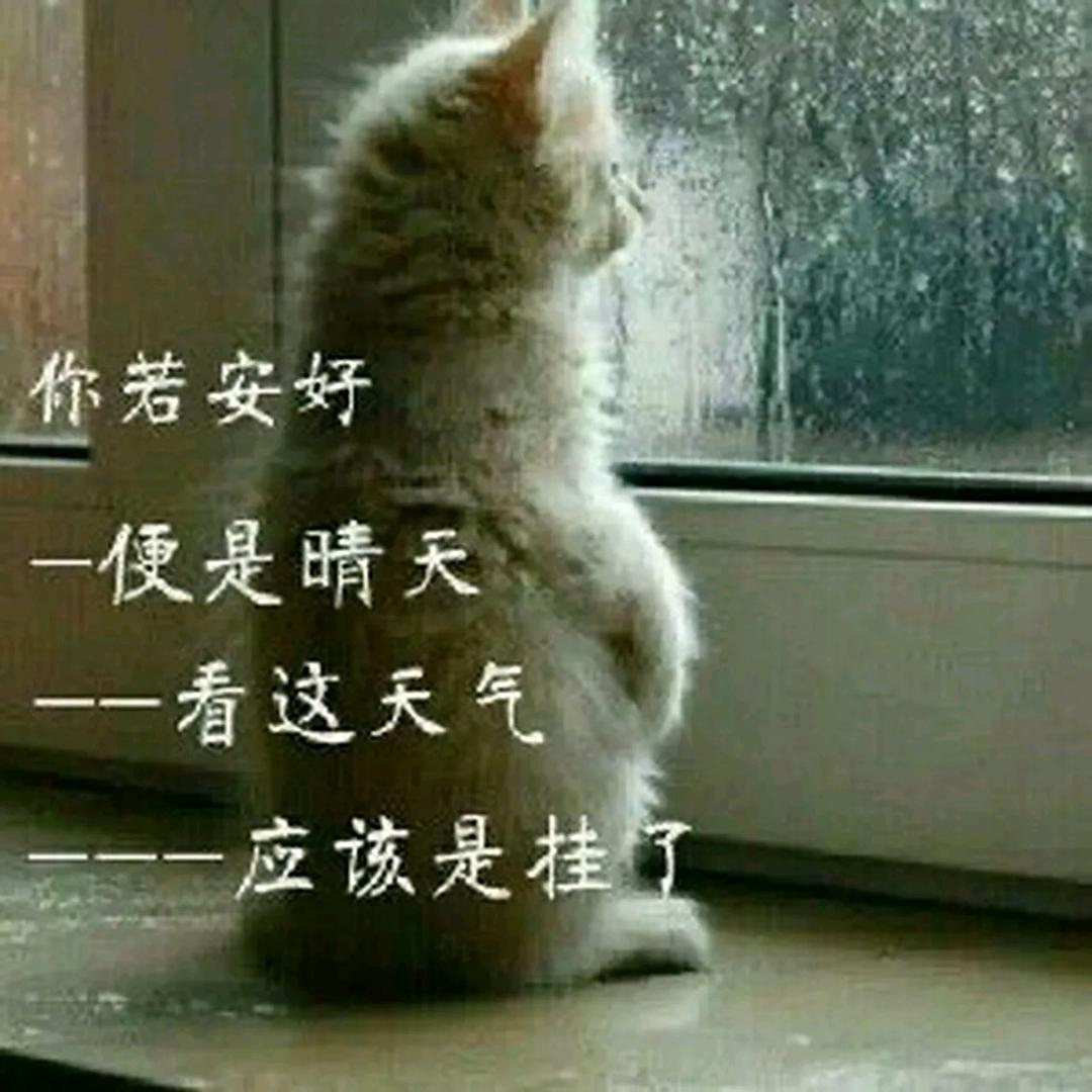 死亡九命猫