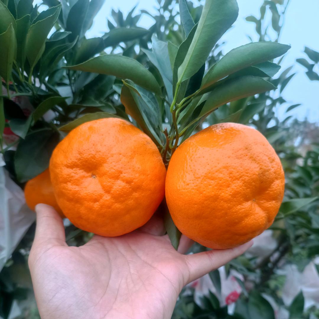 果然多家庭农场