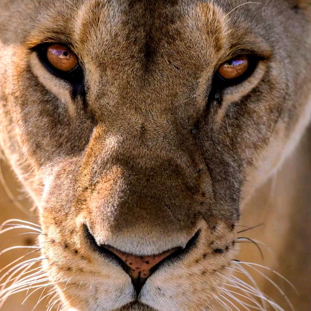 完美世界李世民