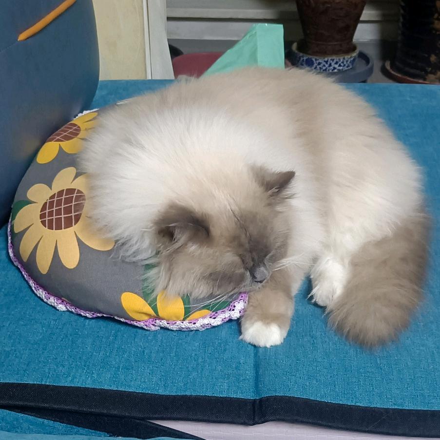 🔥火焱短剧🔥