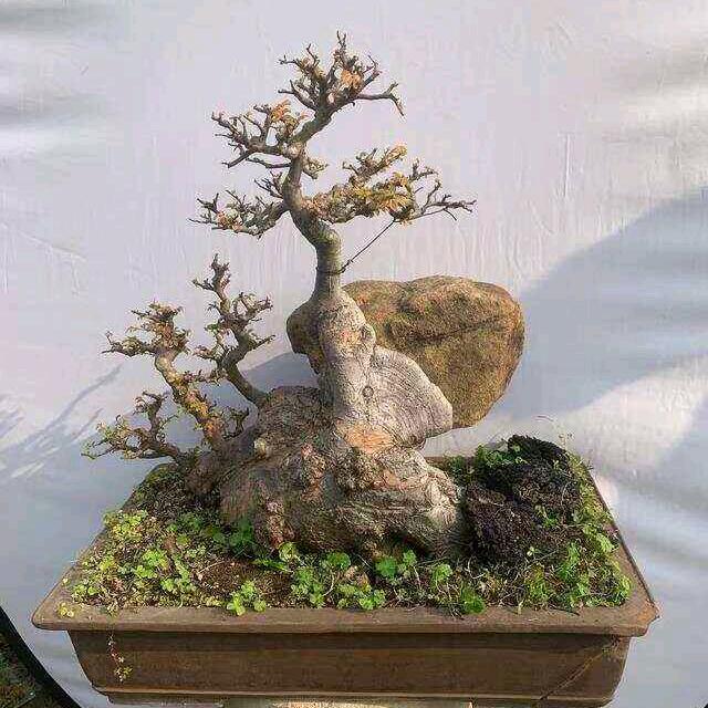 保旦花艺小店