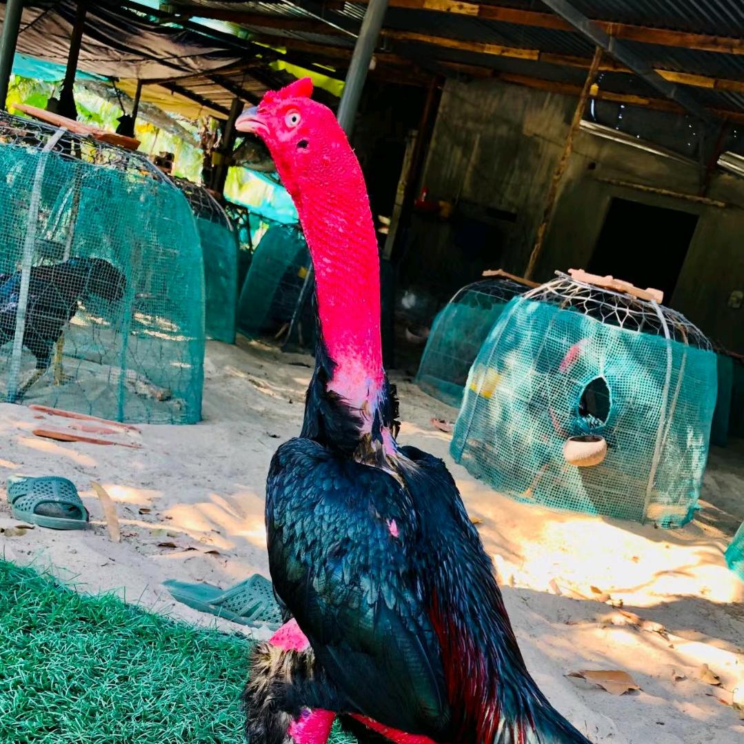 新疆斗鸡🐓 王