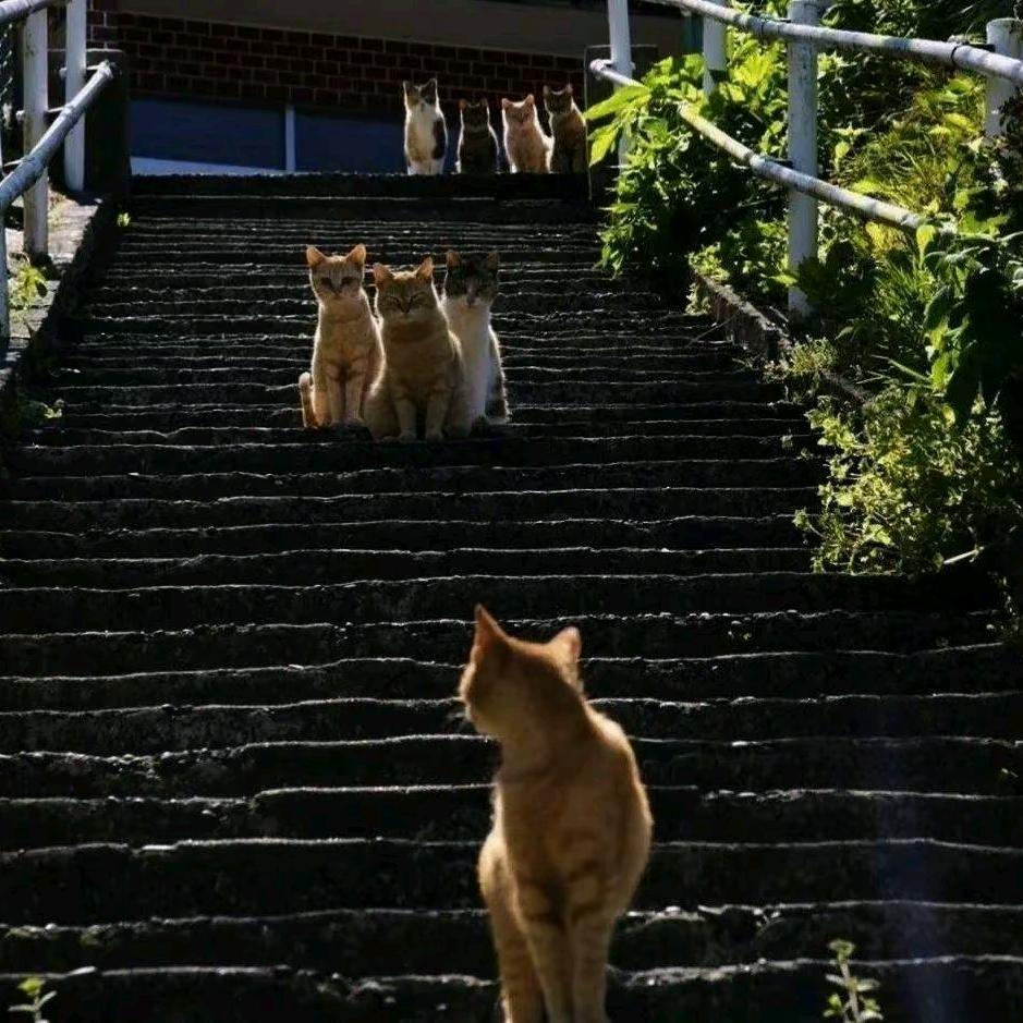艺澄