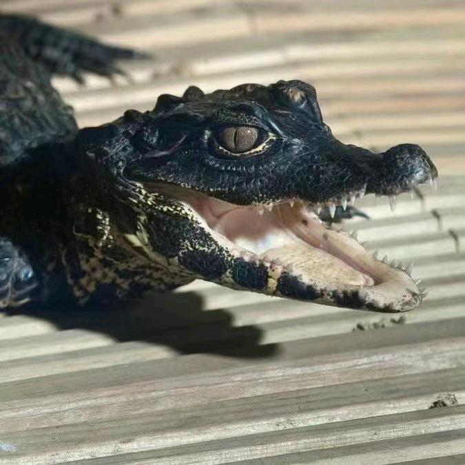 鑫瑞鳄鱼养殖场