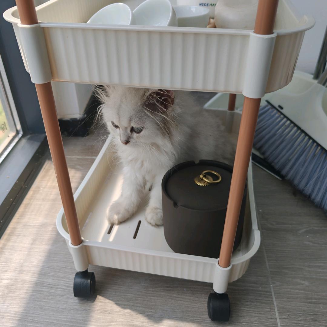 我的小团子