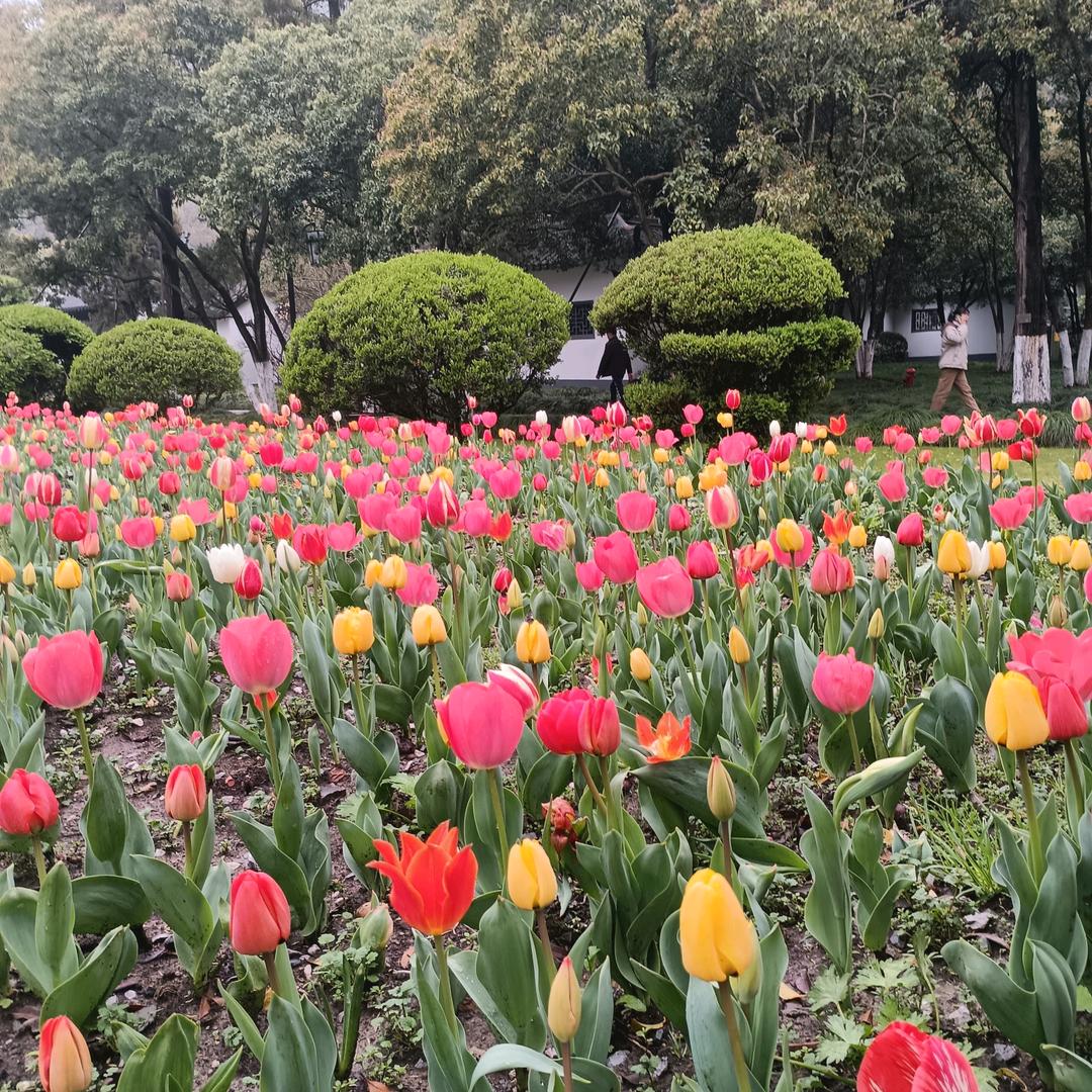 🌺☘雪莲