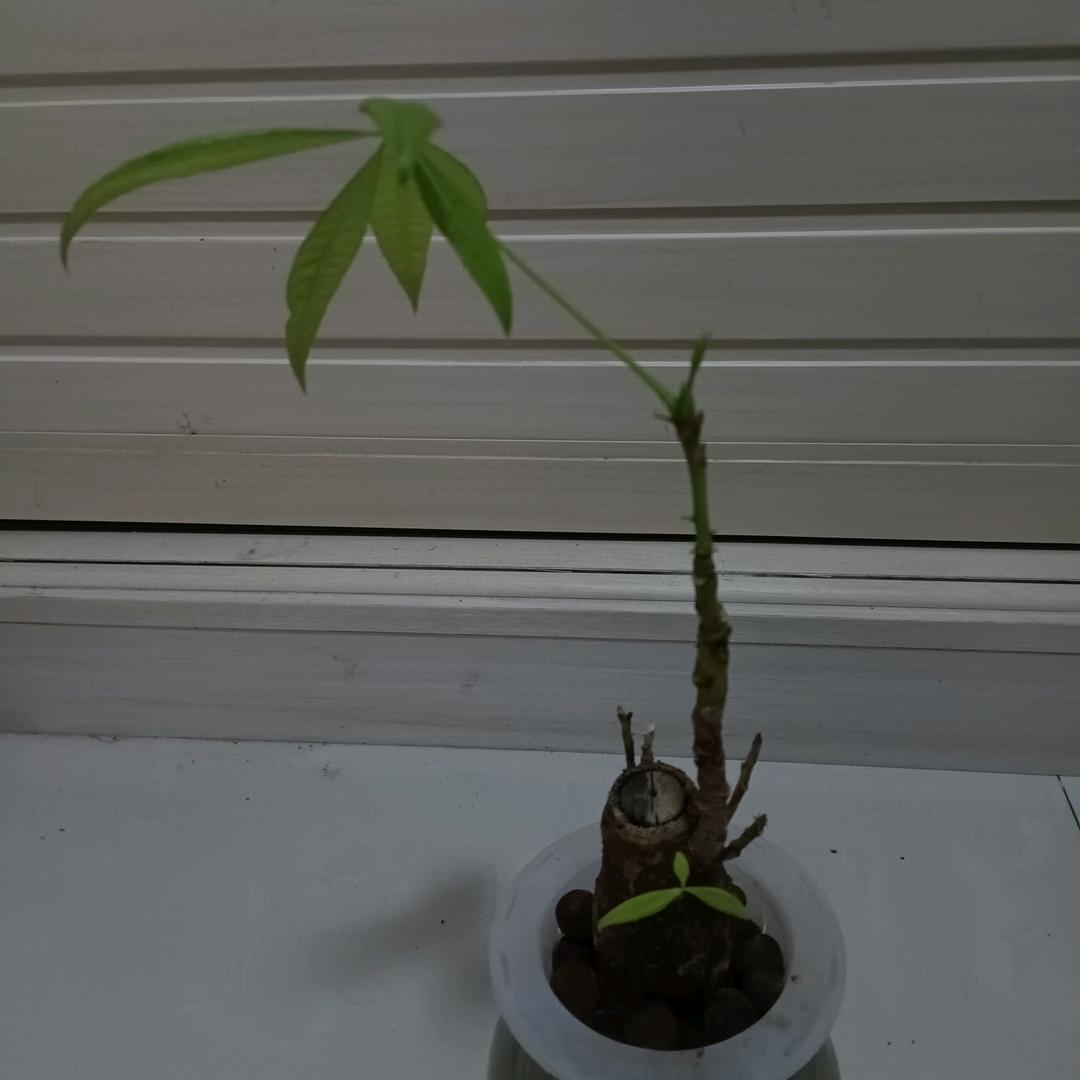 逍遥李姐的橱窗好物多