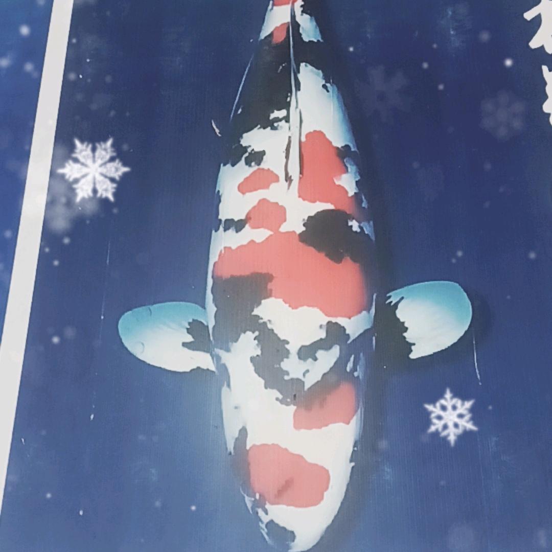 山东东杰锦鲤甄选