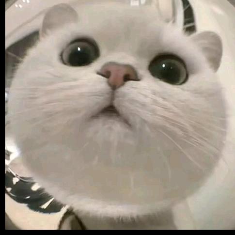 一只猫